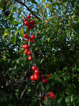 Petits fruits d'un centimètre, en forme de baie rouge à maturité. Agrandir dans une nouvelle fenêtre ou onglet)