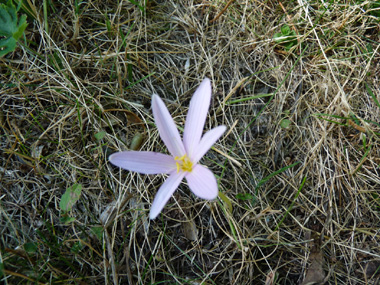 Fleurs très claires, rose lilas constituées de 6 à 8 tépales de 5 à 7 cm de long. Agrandir dans une nouvelle fenêtre (ou onglet)