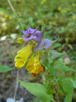 Fleurs jaunes groupées par 2 et surmontées de bractées violettes. Agrandir dans une nouvelle fenêtre (ou onglet)