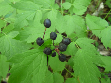 Fruits en forme de baies ovoïdes vertes puis noires luisant à maturité. Agrandir dans une nouvelle fenêtre (ou onglet)