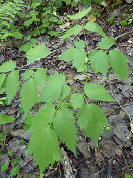 Grandes feuilles composées, les folioles étant dotés de grandes dents. Agrandir dans une nouvelle fenêtre (ou onglet)