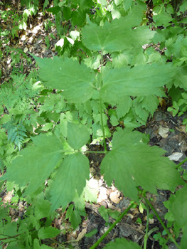 Grandes feuilles composées, les folioles étant dotés de grandes dents. Agrandir dans une nouvelle fenêtre (ou onglet)