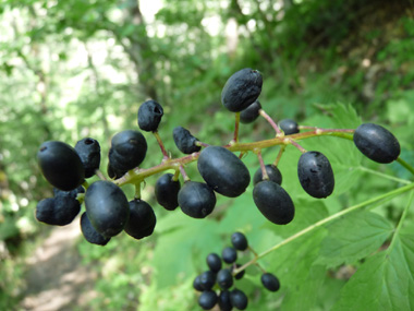 Fruits en forme de baies ovoïdes vertes puis noires luisant à maturité. Agrandir dans une nouvelle fenêtre (ou onglet)