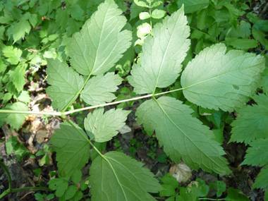 Face inférieure dee feuilles. Agrandir dans une nouvelle fenêtre (ou onglet)