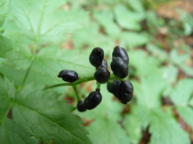 Fruits en forme de baies ovoïdes vertes puis noires luisant à maturité. Agrandir dans une nouvelle fenêtre (ou onglet)