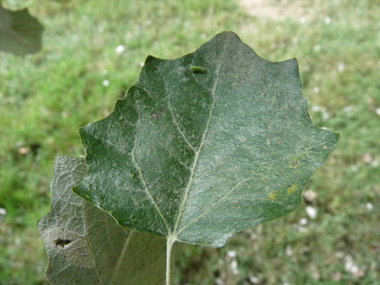 Vert sombre sur la face supérieure, les feuilles ont une forme changeante mais sont souvent lobées et dotées d'un court pétiole. Agrandir dans une nouvelle fenêtre ou onglet)