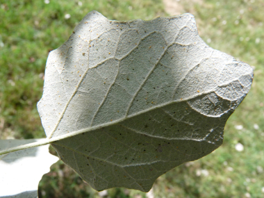 Face inférieure des feuilles très claire. Agrandir dans une nouvelle fenêtre (ou onglet)