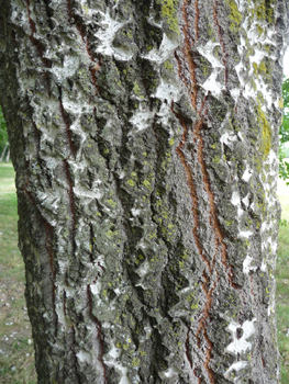 Tronc d'abord verdâtre puis gris clair à blanc couvert de sortes de cicatrices ayant la forme d'un losange. Agrandir dans une nouvelle fenêtre (ou onglet)