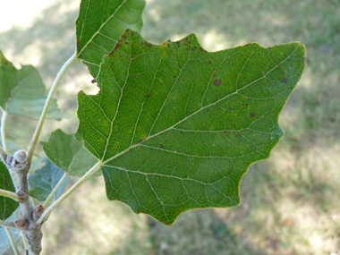 Vert sombre sur la face supérieure, les feuilles ont une forme changeante mais sont souvent lobées et dotées d'un court pétiole. Agrandir dans une nouvelle fenêtre ou onglet)