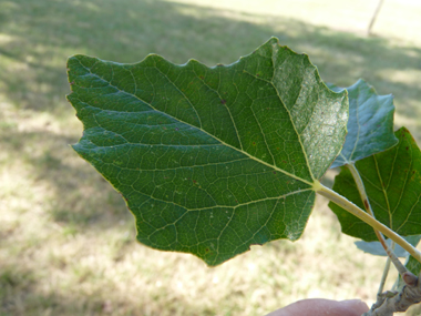 Vert sombre sur la face supérieure, les feuilles ont une forme changeante mais sont souvent lobées et dotées d'un court pétiole. Agrandir dans une nouvelle fenêtre ou onglet)