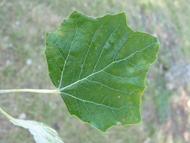 Vert sombre sur la face supérieure, les feuilles ont une forme changeante mais sont souvent lobées et dotées d'un court pétiole. Agrandir dans une nouvelle fenêtre ou onglet)