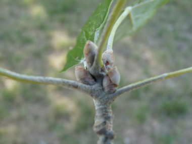 Petits bourgeons pourvus de poils blancs. Agrandir dans une nouvelle fenêtre (ou onglet)