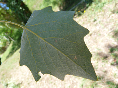 Face inférieure des feuilles très claire. Agrandir dans une nouvelle fenêtre (ou onglet)