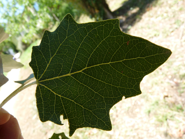 Vert sombre sur la face supérieure, les feuilles ont une forme changeante mais sont souvent lobées et dotées d'un court pétiole. Agrandir dans une nouvelle fenêtre ou onglet)