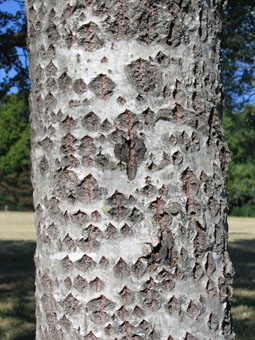 Tronc d'abord verdâtre puis gris clair à blanc couvert de sortes de cicatrices ayant la forme d'un losange. Agrandir dans une nouvelle fenêtre (ou onglet)