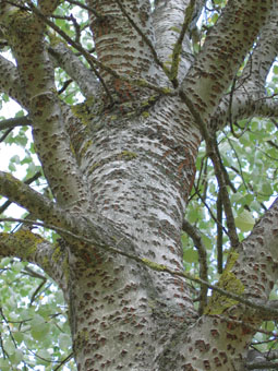 Tronc d'abord verdâtre puis gris clair à blanc couvert de sortes de cicatrices ayant la forme d'un losange. Agrandir dans une nouvelle fenêtre (ou onglet)