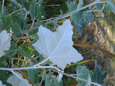 Face inférieure des feuilles très claire. Agrandir dans une nouvelle fenêtre (ou onglet)