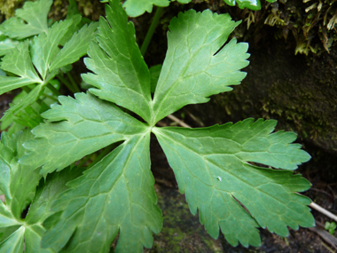 Dotées de 3 à 7 segments, les feuilles sont palmées jusqu'au pétiole, même pour les basilaires. Agrandir dans une nouvelle fenêtre (ou onglet)