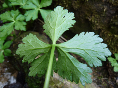 Verso de la feuille. Agrandir dans une nouvelle fenêtre ou onglet)