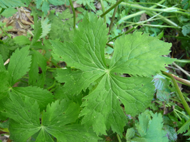 Dotées de 3 à 7 segments, les feuilles sont palmées jusqu'au pétiole, même pour les basilaires. Agrandir dans une nouvelle fenêtre (ou onglet)