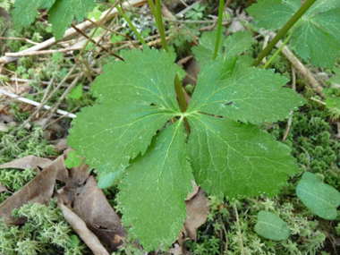 Dotées de 3 à 7 segments, les feuilles sont palmées jusqu'au pétiole, même pour les basilaires. Agrandir dans une nouvelle fenêtre (ou onglet)