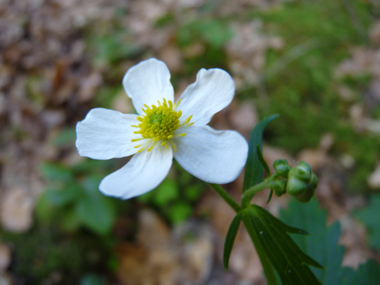 Fleurs blanches disposées en corymbe. Agrandir dans une nouvelle fenêtre ou onglet)