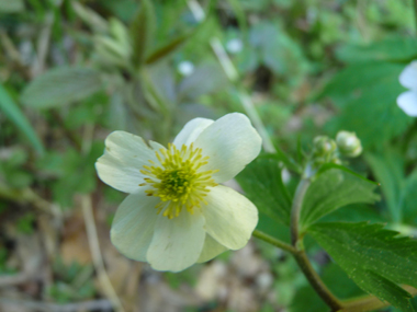 Fleurs blanches disposées en corymbe. Agrandir dans une nouvelle fenêtre ou onglet)