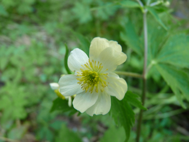 Fleurs blanches disposées en corymbe. Agrandir dans une nouvelle fenêtre ou onglet)