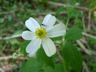 Fleurs blanches disposées en corymbe. Agrandir dans une nouvelle fenêtre ou onglet)