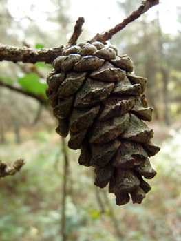 Petits cônes (inférieurs à 8 cm) brun clair, ovoïdes et souvent arqués, sans pédoncule ou très court. Agrandir dans une nouvelle fenêtre (ou onglet)