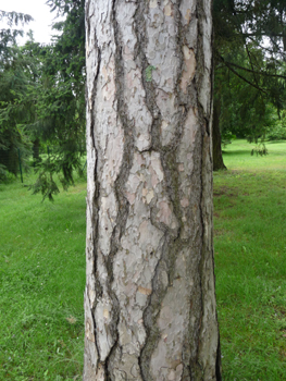 Tronc très droit à l' écorce épaisse en large plaque longitudinales s'exfoliant parfois. D'abord gris-brun mais virant rapidement au gris argenté luisant à reflets violets. Agrandir dans une nouvelle fenêtre (ou onglet)