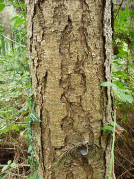 Tronc très droit à l' écorce épaisse en large plaque longitudinales s'exfoliant parfois. D'abord gris-brun mais virant rapidement au gris argenté luisant à reflets violets. Agrandir dans une nouvelle fenêtre (ou onglet)