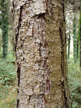 Tronc très droit à l' écorce épaisse en large plaque longitudinales s'exfoliant parfois. D'abord gris-brun mais virant rapidement au gris argenté luisant à reflets violets. Agrandir dans une nouvelle fenêtre (ou onglet)