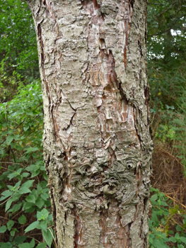 Tronc très droit à l' écorce épaisse en large plaque longitudinales s'exfoliant parfois. D'abord gris-brun mais virant rapidement au gris argenté luisant à reflets violets. Agrandir dans une nouvelle fenêtre (ou onglet)