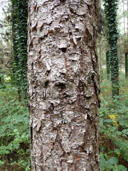 Tronc très droit à l' écorce épaisse en large plaque longitudinales s'exfoliant parfois. D'abord gris-brun mais virant rapidement au gris argenté luisant à reflets violets. Agrandir dans une nouvelle fenêtre (ou onglet)