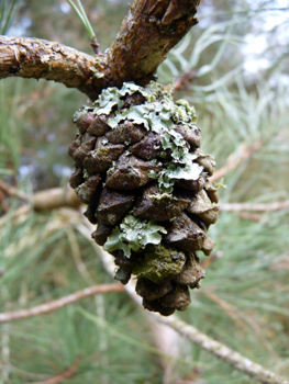 Petits cônes (inférieurs à 8 cm) brun clair, ovoïdes et souvent arqués, sans pédoncule ou très court. Agrandir dans une nouvelle fenêtre (ou onglet)