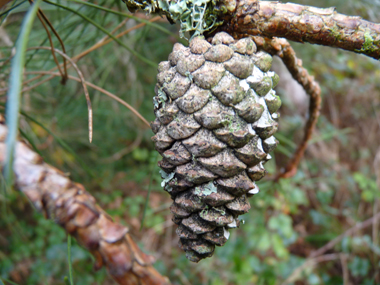 Petits cônes (inférieurs à 8 cm) brun clair, ovoïdes et souvent arqués, sans pédoncule ou très court. Agrandir dans une nouvelle fenêtre (ou onglet)