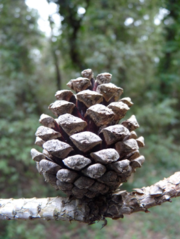 Petits cônes (inférieurs à 8 cm) brun clair, ovoïdes et souvent arqués, sans pédoncule ou très court. Agrandir dans une nouvelle fenêtre (ou onglet)