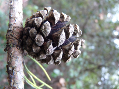 Petits cônes (inférieurs à 8 cm) brun clair, ovoïdes et souvent arqués, sans pédoncule ou très court. Agrandir dans une nouvelle fenêtre (ou onglet)