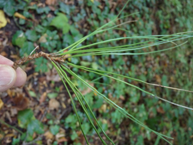 Feuilles en aiguilles rigides, longues (12 à 15 cm), réunies par deux, vert sombre cendré, souples et non piquantes mais souvent frisées. Agrandir dans une nouvelle fenêtre (ou onglet)