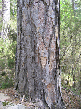 Tronc très droit à l' écorce épaisse en large plaque longitudinales s'exfoliant parfois. D'abord gris-brun mais virant rapidement au gris argenté luisant à reflets violets. Agrandir dans une nouvelle fenêtre (ou onglet)