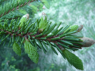 Courtes aiguilles (1,5-2,5 cm) à 4 angles disposées en brosse autour du rameau, à la manière d'un écouvillon. L'aiguille déchire un morceau d'écorce quand on l'enlève, contrairement aux sapins. Agrandir dans une nouvelle fenêtre (ou onglet)