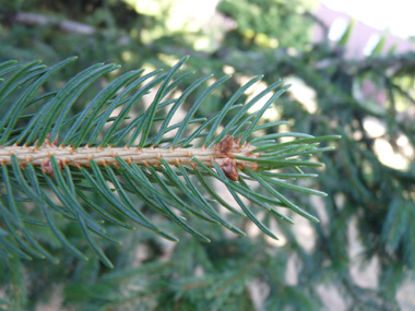 Face inférieure dépourvue de raie blanche. L'aiguille déchire un morceau d'écorce quand on l'enlève, contrairement aux sapins. Agrandir dans une nouvelle fenêtre (ou onglet)