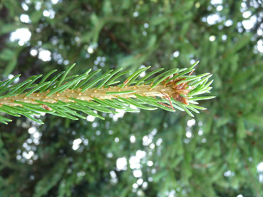 Face inférieure dépourvue de raie blanche. L'aiguille déchire un morceau d'écorce quand on l'enlève, contrairement aux sapins. Agrandir dans une nouvelle fenêtre (ou onglet)