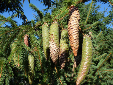 Cônes allongés (10-16 cm), d'abord dressés puis pendants à maturité et ne se désagrégeant pas, on les retrouve entiers sur le sol lorsqu'ils sont tombés. Agrandir dans une nouvelle fenêtre (ou onglet)