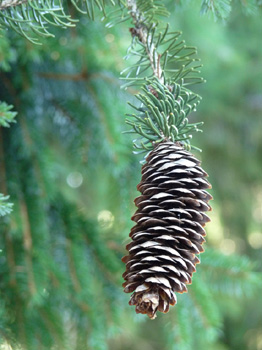 Cônes allongés (10-16 cm), d'abord dressés puis pendants à maturité et ne se désagrégeant pas, on les retrouve entiers sur le sol lorsqu'ils sont tombés. Agrandir dans une nouvelle fenêtre (ou onglet)