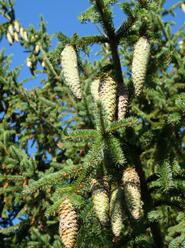 Cônes allongés (10-16 cm), d'abord dressés puis pendants à maturité et ne se désagrégeant pas, on les retrouve entiers sur le sol lorsqu'ils sont tombés. Agrandir dans une nouvelle fenêtre (ou onglet)