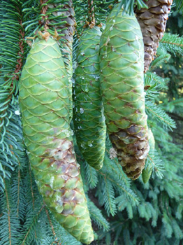 Cônes allongés (10-16 cm), d'abord dressés puis pendants à maturité et ne se désagrégeant pas, on les retrouve entiers sur le sol lorsqu'ils sont tombés. Agrandir dans une nouvelle fenêtre (ou onglet)