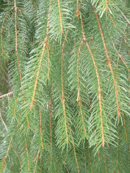 Courtes aiguilles (1,5-2,5 cm) à 4 angles disposées en brosse autour du rameau, à la manière d'un écouvillon. L'aiguille déchire un morceau d'écorce quand on l'enlève, contrairement aux sapins. Agrandir dans une nouvelle fenêtre (ou onglet)