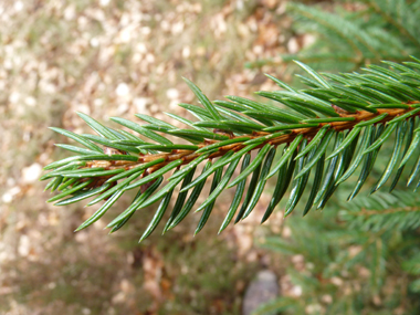 Courtes aiguilles (1,5-2,5 cm) à 4 angles disposées en brosse autour du rameau, à la manière d'un écouvillon. L'aiguille déchire un morceau d'écorce quand on l'enlève, contrairement aux sapins. Agrandir dans une nouvelle fenêtre (ou onglet)